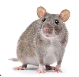 生吃老鼠视频,生吃老鼠的惊人真相