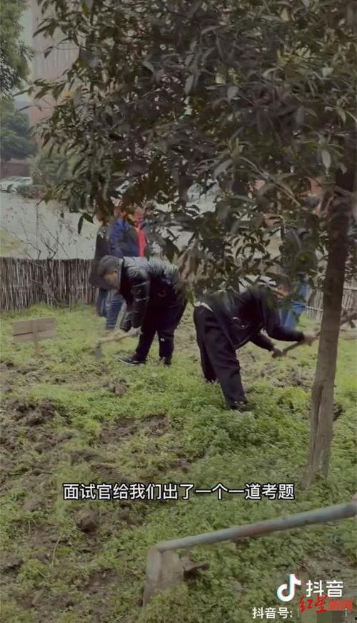 挖地视频,挖地视频揭示的奇妙景观