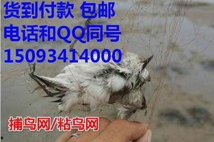 捕鸟灯视频